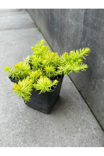 Седум Ангеліна саджанець Р9 